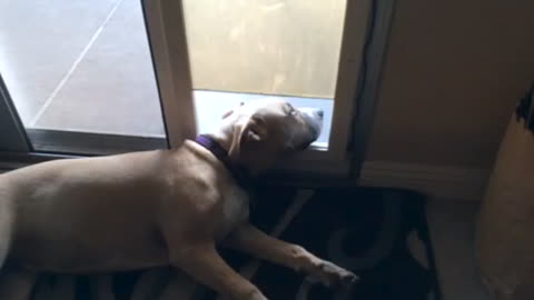 Lazy puppy unfazed by electronic dog door