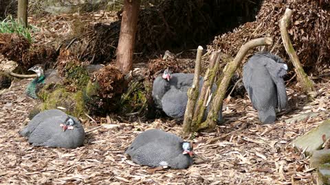 Guinea fowl are found in groups in the wild