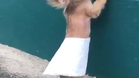 little dog in skirt