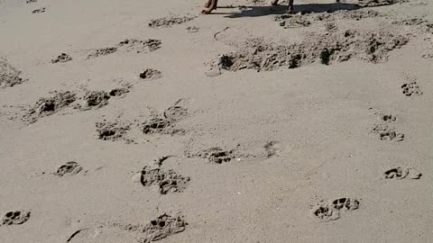Rhodesian Ridgeback - More Beach Fun