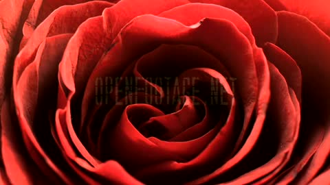 Timelapse rose red