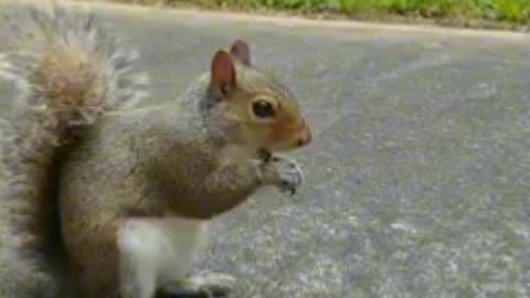 Cute and adorable squirrel 🐿️😍.Mika The Squirrel 🐿️🥰.