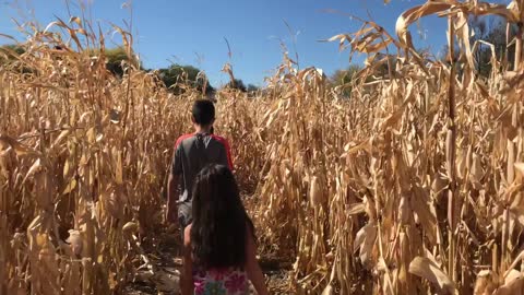 Corn Maze 2017