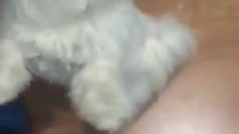 Perrita bailando