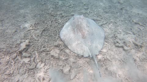 Stingray on white sand. Fish swimming in shallow sea waters of the Maldives, Indian Ocean, Asia