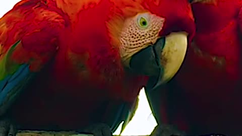 Two parrot kiss and love
