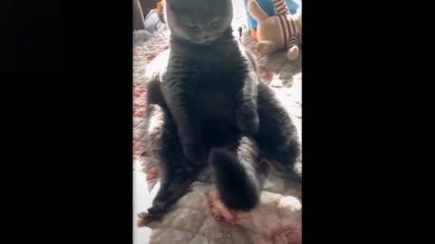 Cute cat plays with its own tail...