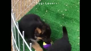 Group Dogs playing with The Ball Together.