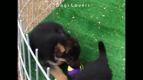 Group Dogs playing with The Ball Together.