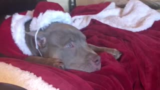 Festive dog watches holiday movie