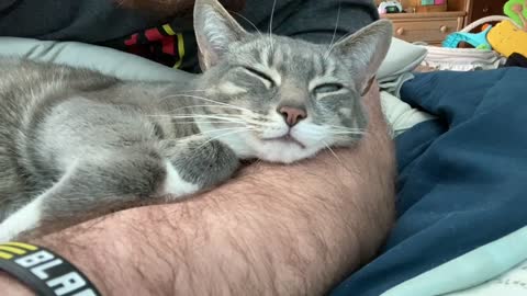 Kitty Snuggles up to Dad's Beard Scratches