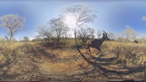 Kudu Antelope in 360 4K Running and Jump