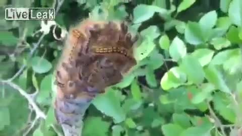 The creepiness that is the caterpillar swarm!
