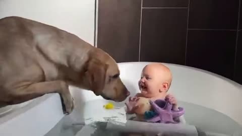 Dog's and funny babies playing together 😂😂