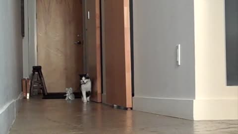 Kat walking Kitten.