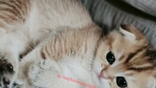 Scottish Fold Kitten licking his chops