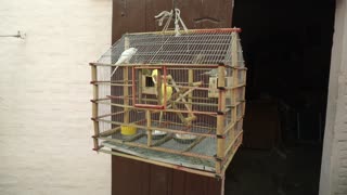 Lovebirds Inside A Hanging Cage (4)