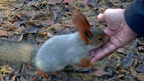 Siberia | Cute Animals | Funny Animals 2021 | Latest Animal Videos