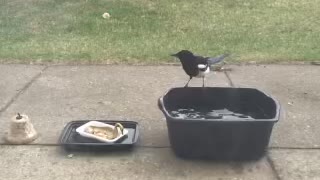 A magpie bird plays with water