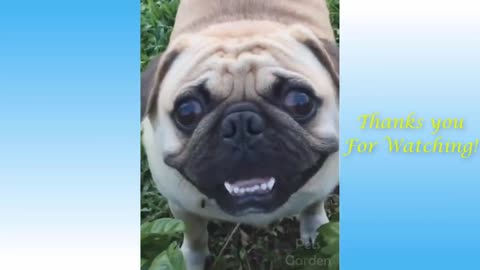 Funny animal s video