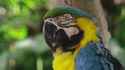 💟A beautiful blue macaw in a quiet moment