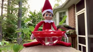 Buddy the Elf Hand Feeds a Hummingbird