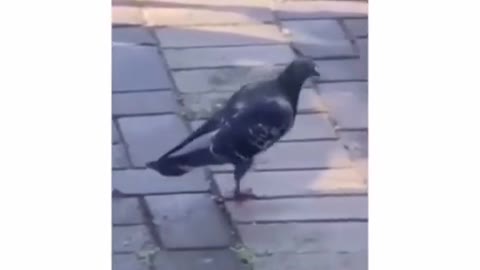 Pidgeon Jackson smooth criminal