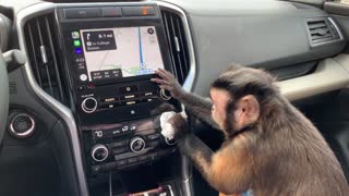 Capuchin Monkey Politely Cleans Owner's Car