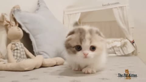 Cute Kitten video #2