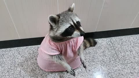 Raccoon wears a pretty dress to taste new snacks