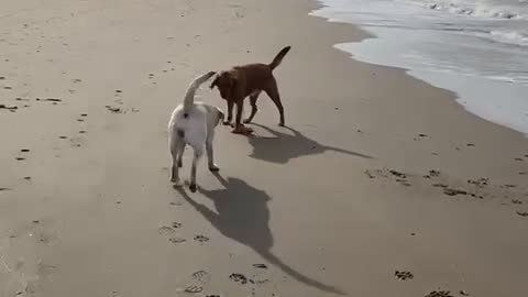 My dogs on the beach