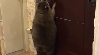 Crafty Raccoon Opens Door with Ease