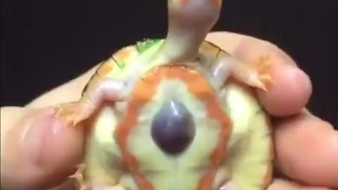 This turtle named Hope