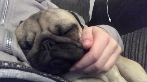 Snoring pug makes cutest noises ever