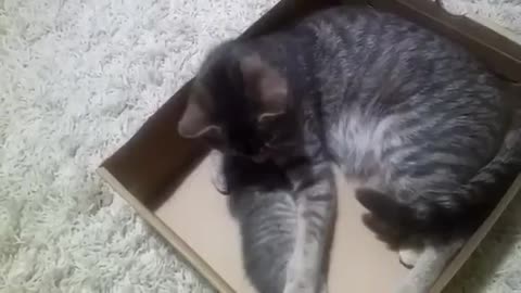 Mother cat can’t stand losing her baby