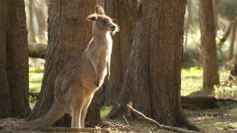 Kangaroo Wallaby Marsupial Animal Australia