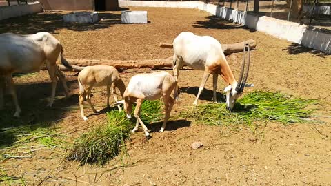 Hungry Scimitar oryx big Fans Of Green Morning Grass