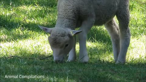 FUNNY BABY SHEEP COMPILATION