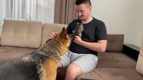 German Shepherd Meets New Baby Kitten for the First Time!