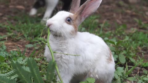Rabbits eating grass| Amazing