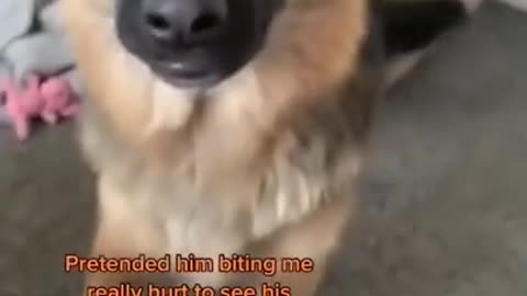 Funny viral cute dog video pretending to get hurt