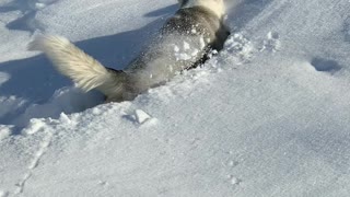 Determined Dog Trudges Through Deep Powder