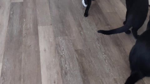 Tiny Cat Hunts Toy Mouse (very fierce)