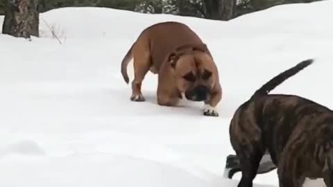 Dogs humorously struggle to scale icy hill