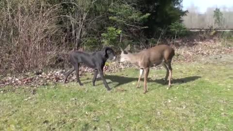 Deer and dog bonding very cute