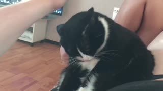 Cat Acts Offended After Owner Returns From Vacation