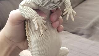 Bearded dragon dances to fortnite