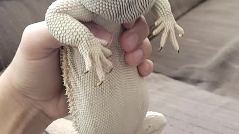 Bearded dragon dances to fortnite