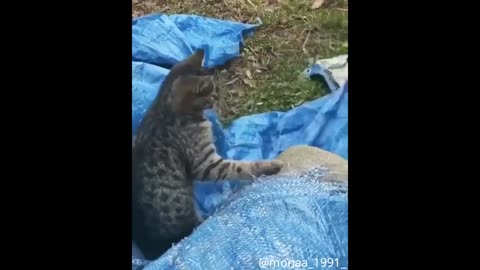 Cute Husky And Cat Get Into An Argument