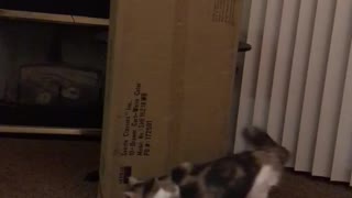 Cat going in circles around box